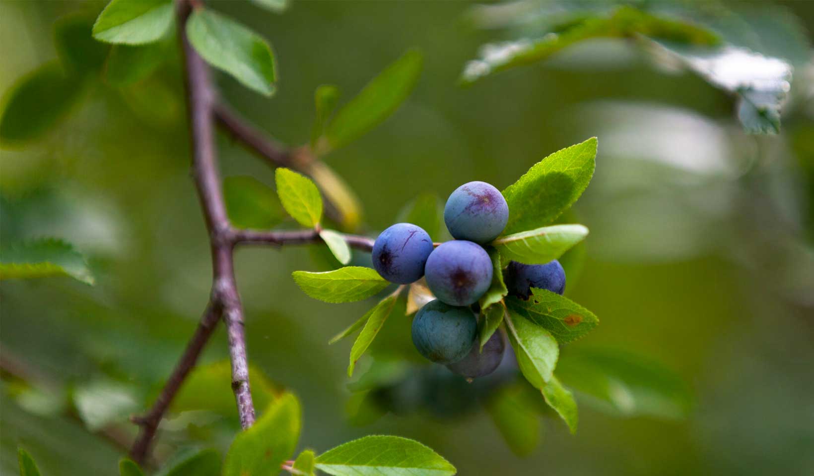 Fruiting trees