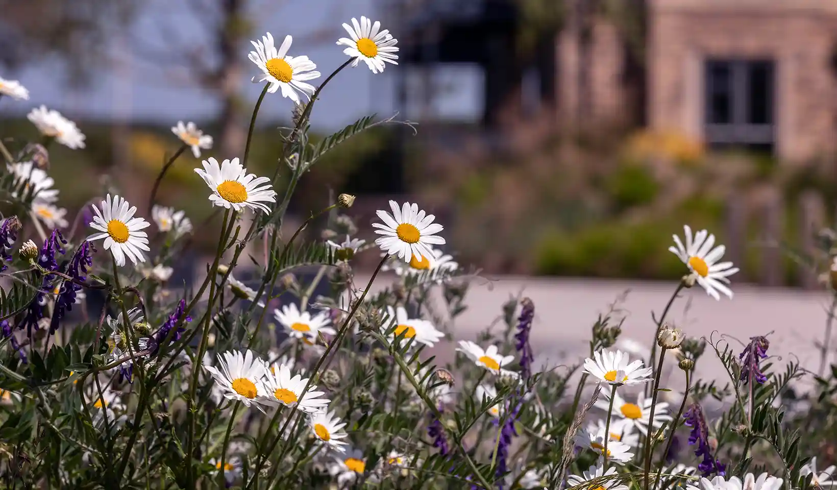 Environment at Wintringham St Neots